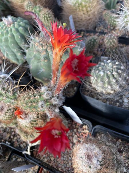 Loxanthocereus gracilis